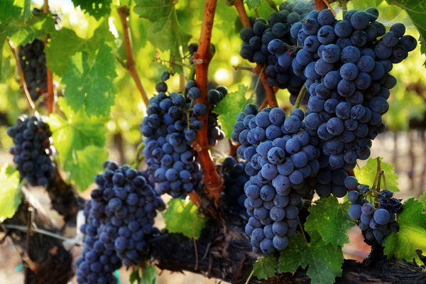 CRNA GORA: Diplomate, političari i ministri BRALI GROŽĐE NA PLANTAŽAMA!