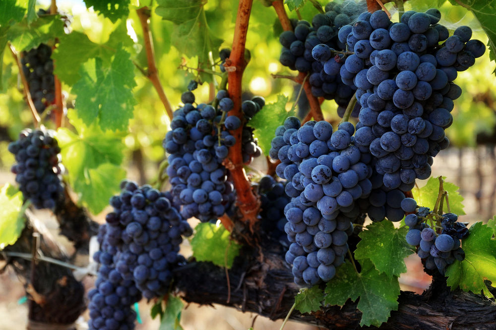 CRNA GORA: Diplomate, političari i ministri BRALI GROŽĐE NA PLANTAŽAMA!