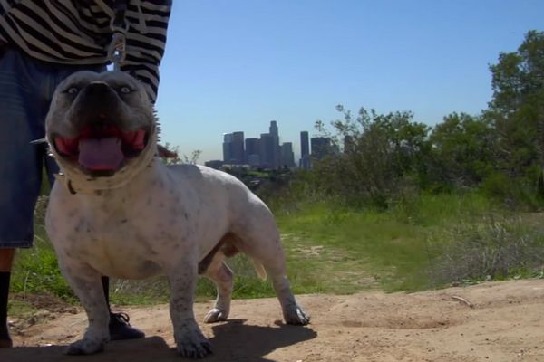 JEDVA IZVUKAO ŽIVU GLAVU: Prolaznika izujedala dva POMAHNITALA pitbula (VIDEO)