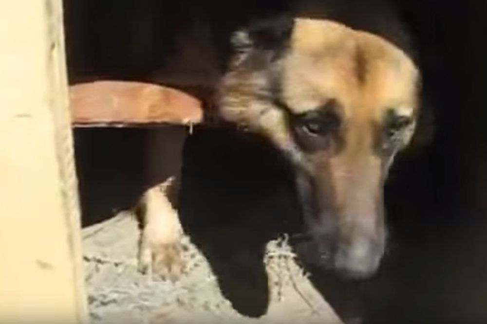 Ovo je dokaz da ništa ne može da se postigne na silu (VIDEO)