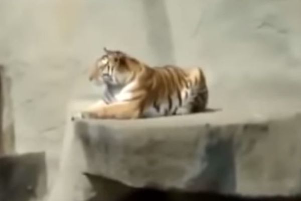 Ono kad lovac postane plen (VIDEO)