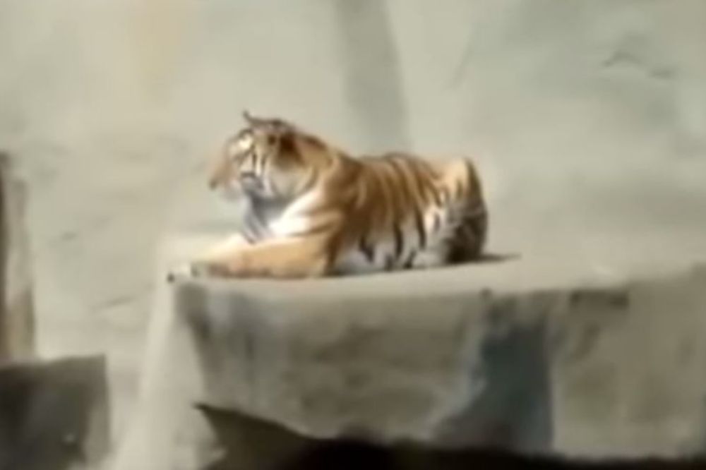 Ono kad lovac postane plen (VIDEO)