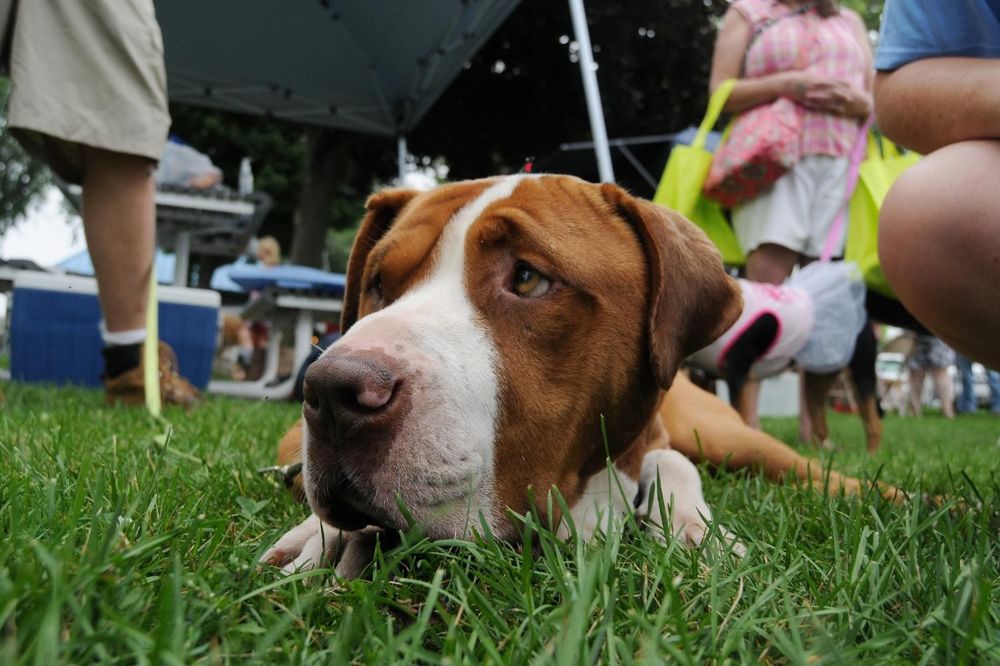 PORODICA U ŠOKU: Pet i po godina opštio s dva psa!