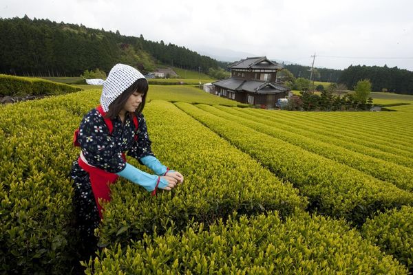 ZNALI SMO KOLIKO JAPANCI VOLE ČAJ: Nismo znali da je to tamo umetnost (FOTO)