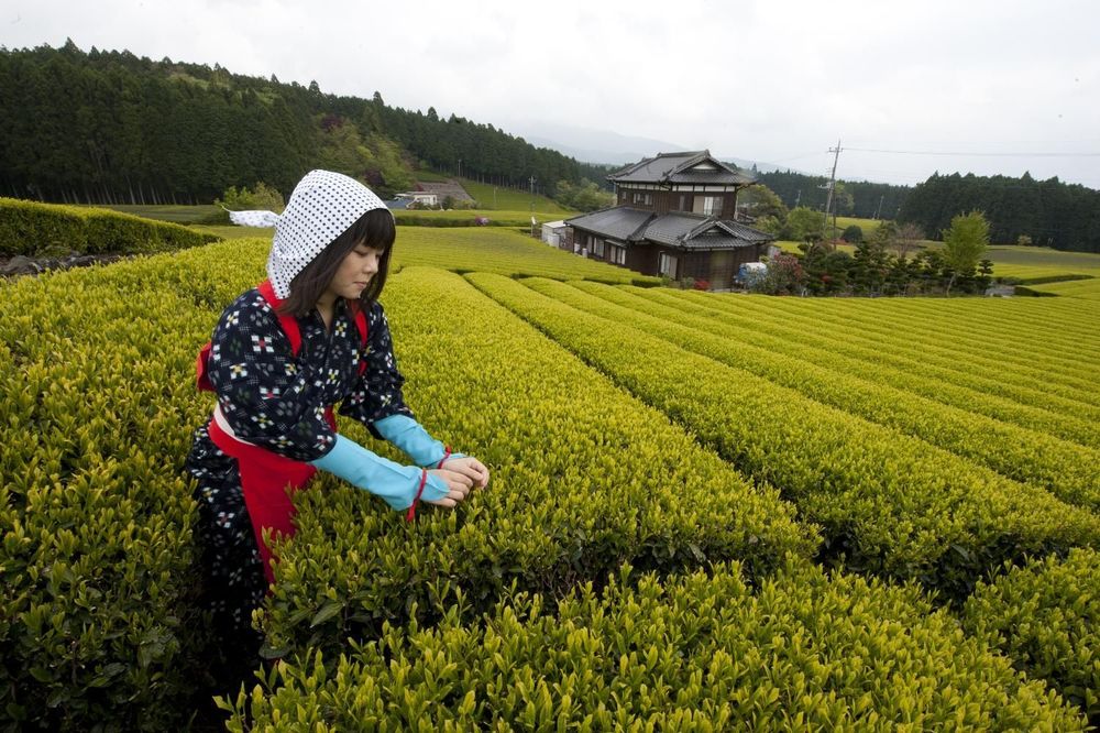 ZNALI SMO KOLIKO JAPANCI VOLE ČAJ: Nismo znali da je to tamo umetnost (FOTO)
