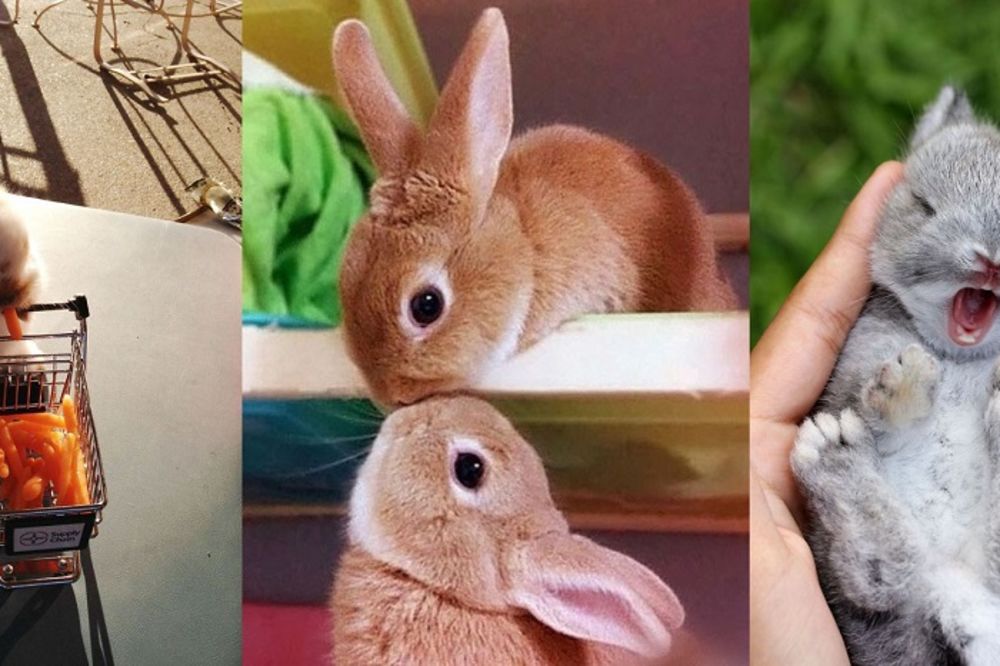 NE MOŽETE IM ODOLETI: 15 najslađih zečeva koje ste ikad videli! (FOTO)