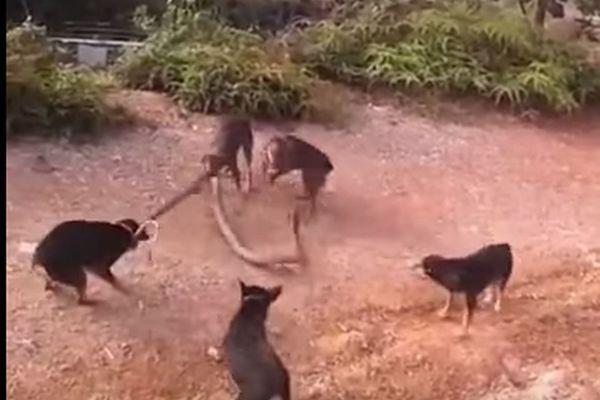 PET LJUTIH PASA U BORBI PROTIV ZMIJURINE: Rotvajleri rastrgli kobru! (VIDEO)