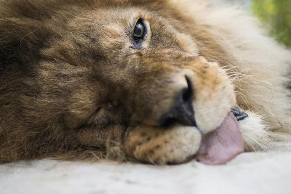 LAV ROĐENI FUDBALER: Nisu očekivali ovakvu reakciju kada su mu bacili loptu! (VIDEO)
