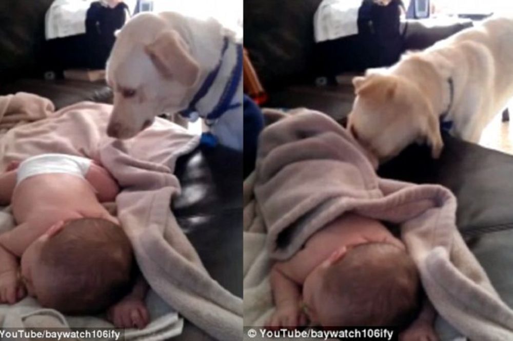 ONO KADA TE LABRADOR UŠUŠKA: Pas nežno pokriva usnulu bebu! (VIDEO)