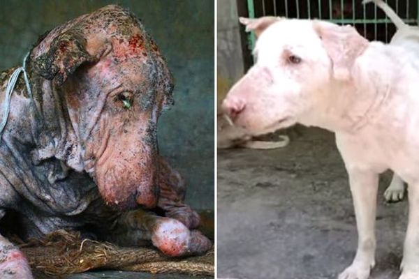 A našli su ga na samrti: Pas na izdisaju pretvorio se u pravu lepoticu! (FOTO) (VIDEO)