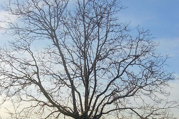 POLOMIO GA ORAH: Pao s drveta i izlomio rebra!
