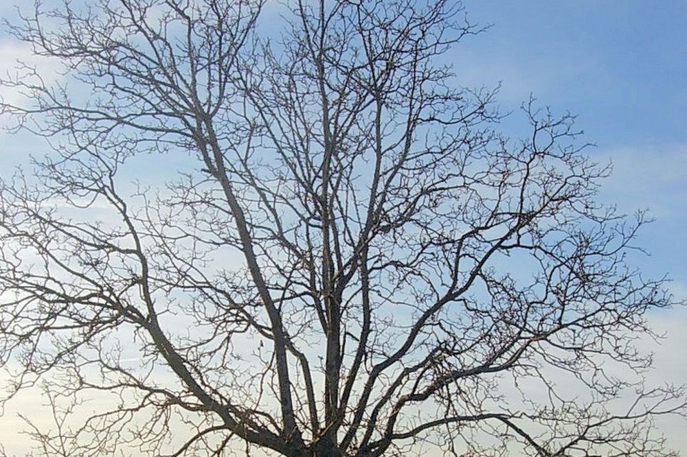 POLOMIO GA ORAH: Pao s drveta i izlomio rebra!