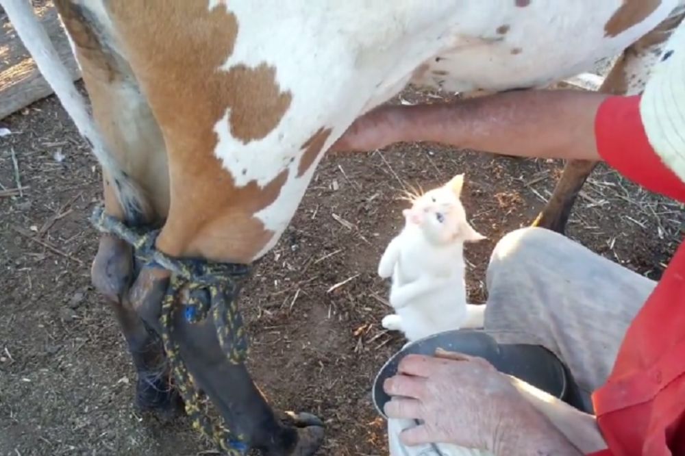 MAČE POMUZLO KRAVU! Ovakvo drugarstvo još niste videli (FOTO) (VIDEO)