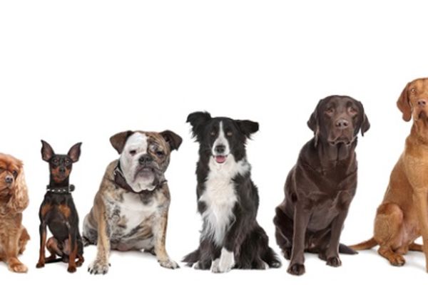 Šta ljudi pišu o psima: Ovo je 7 najzanimljivijih tvitova! (FOTO)