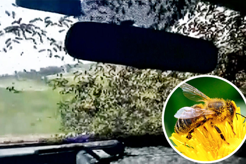 OPKOLILE IH U KOLIMA: ROJ PČELA napao policiju! (FOTO) (VIDEO)