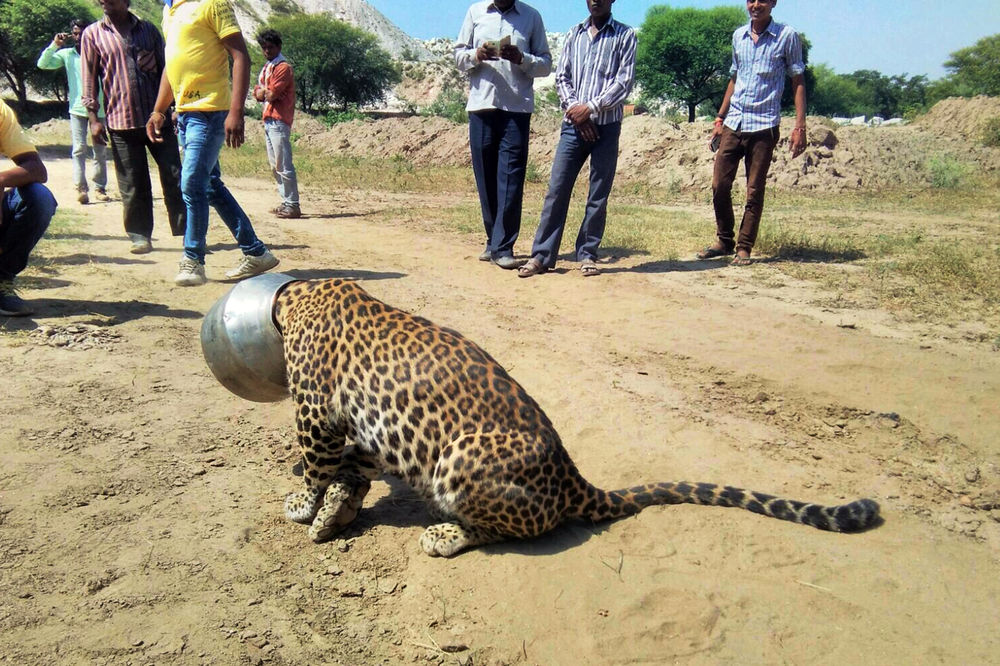 Žednom leopardu upala glava u metalni kotao! Pitate se kako? I mi! (VIDEO)