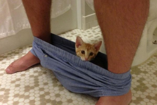 Ove mačke su prosto neodoljive: 15 fotografija u kojima traže pažnju na sve načine! (FOTO)