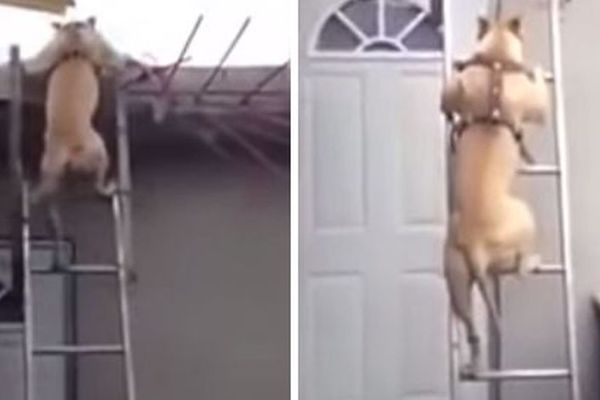 Ovaj ker je strah i trepet za mačke (VIDEO)