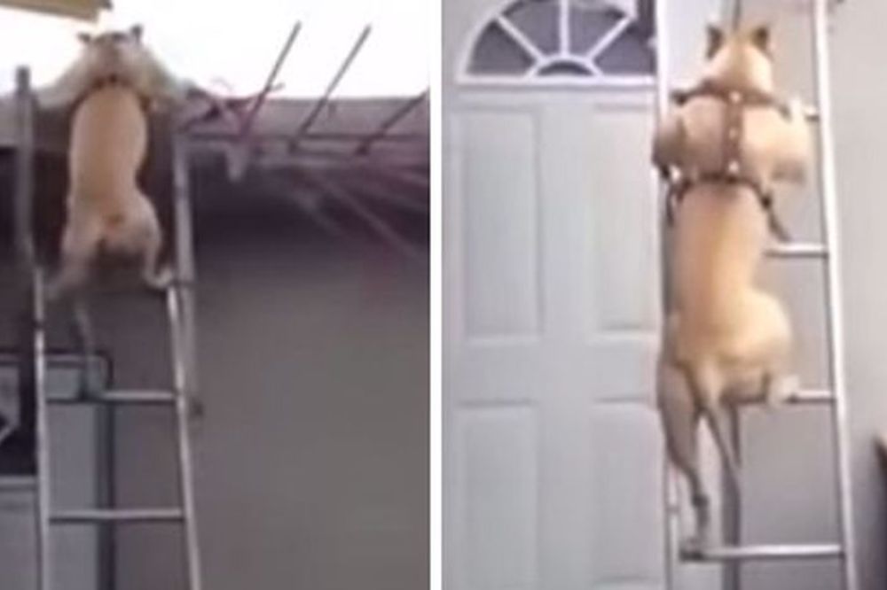 Ovaj ker je strah i trepet za mačke (VIDEO)