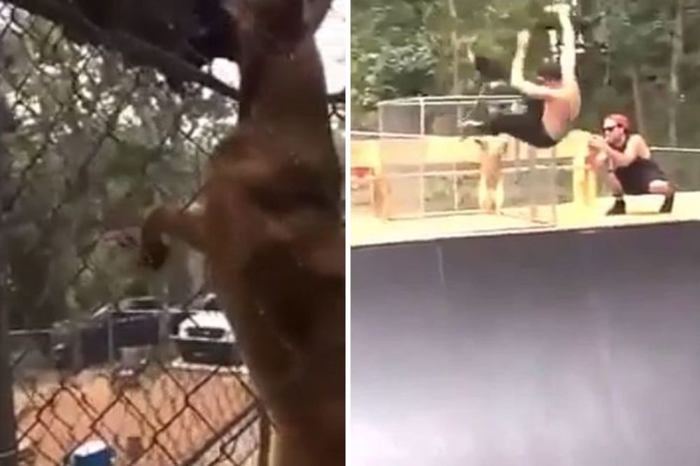 Ono kad se polomiš jer ti je pas oteo skejt  (FOTO) (VIDEO)