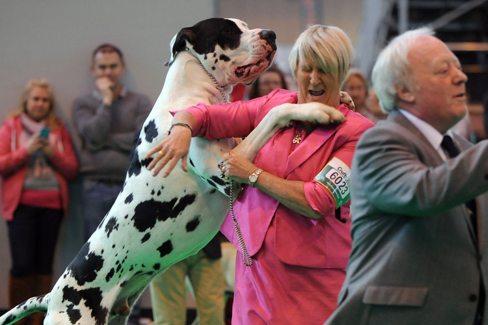 Džinovske zverine: 10 najvećih pasa na svetu! (FOTO)