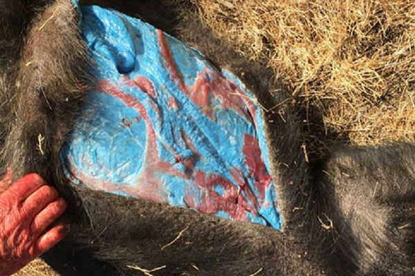 Zaklali su svinju, zaprepastili su se kad su otkrili šta je unutra! (FOTO)