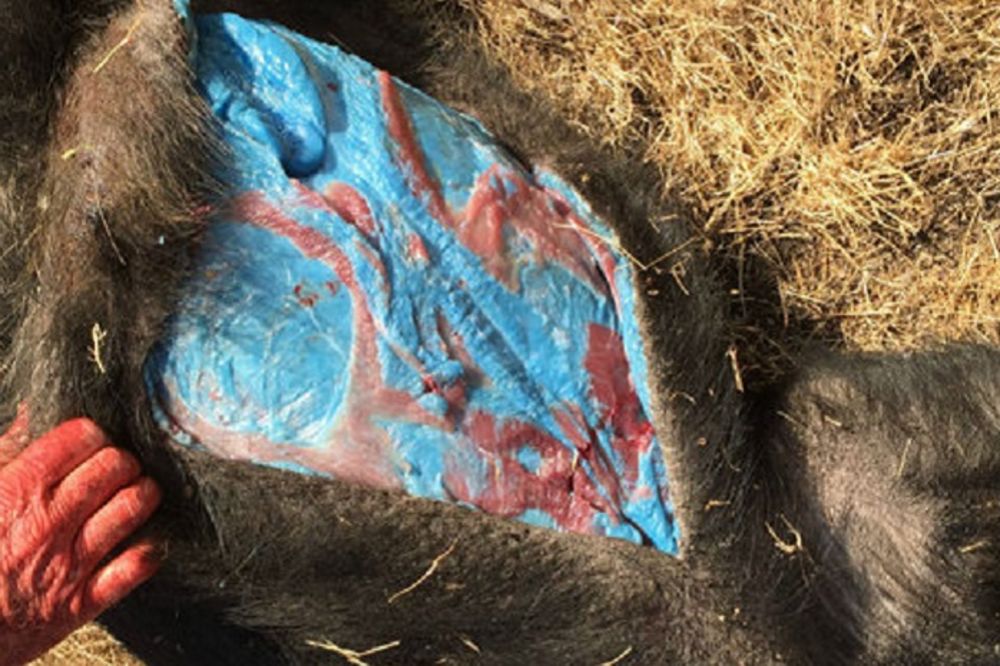 Zaklali su svinju, zaprepastili su se kad su otkrili šta je unutra! (FOTO)