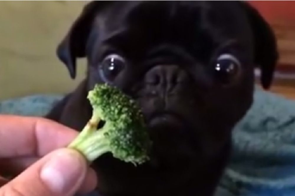 Kao da nikad nije jela: Ima li slađe kuce od ove? (VIDEO)