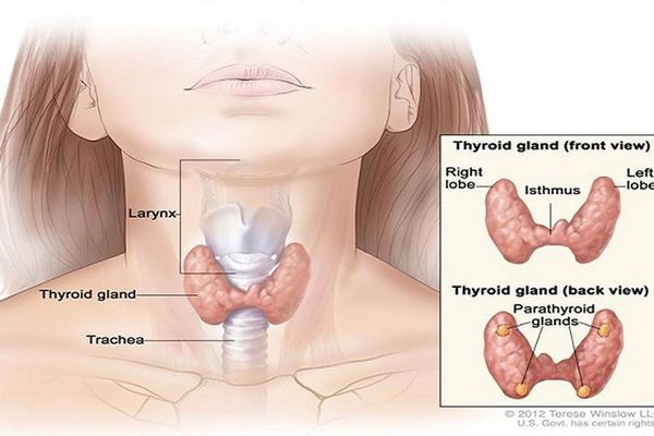 ŠTITNA I LUK: Da li ovaj recept deluje zaista?