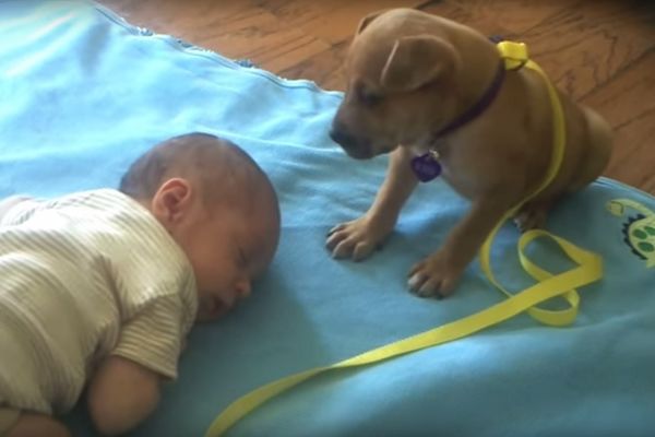 Beba je zaspala, a reakcija ove kuce će vas oduševiti (VIDEO)