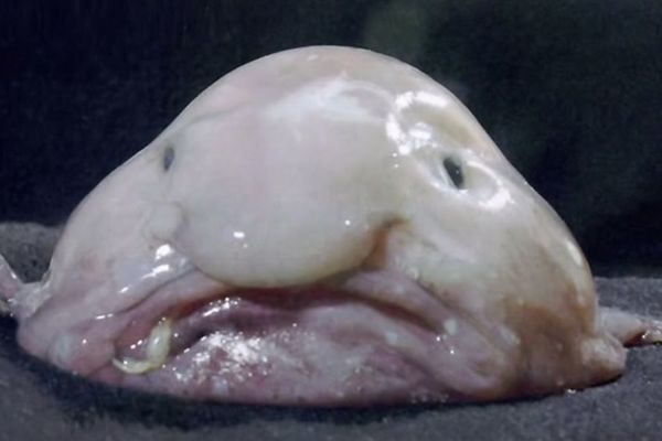 Frikovi prirode: Ovo su najružnije ribe na svetu (FOTO)