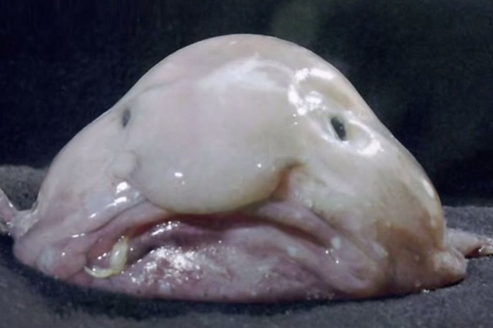 Frikovi prirode: Ovo su najružnije ribe na svetu (FOTO)