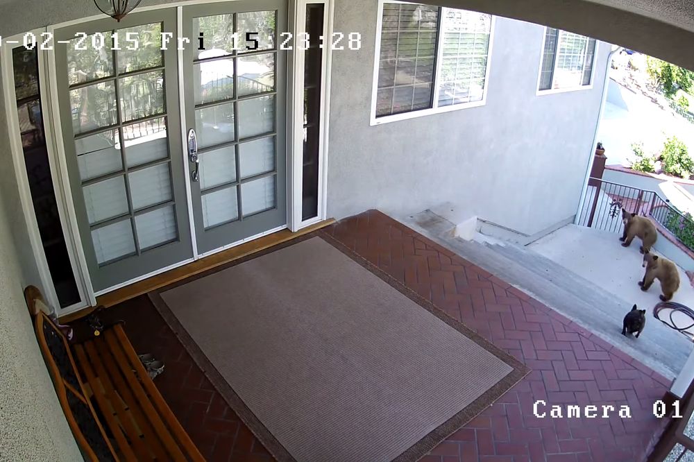 Pokazao ko je gazda: Francuski buldog najurio je medvede iz dvorišta! (VIDEO)