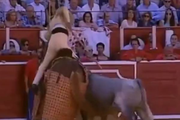 Životinja uzvratila udarac: Bik čoveku suspendovao muškost! (VIDEO)