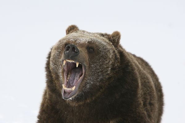 Da li biste i vi ovo uradili? Stavio medvedu ruku u grlo, kako bi preživeo napad!