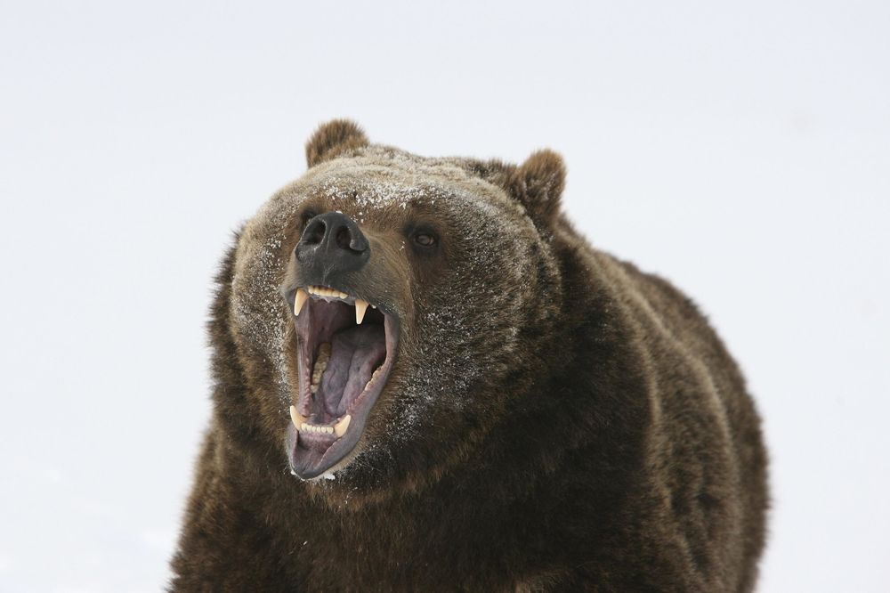 Da li biste i vi ovo uradili? Stavio medvedu ruku u grlo, kako bi preživeo napad!