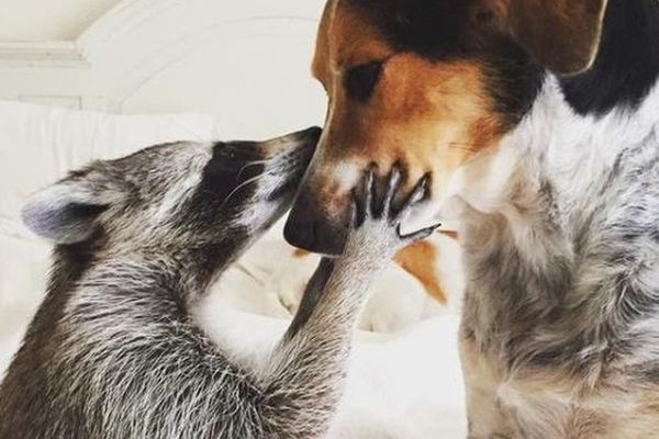 Mazili je i pazili je i nazvali Bundevica, najslađi rakun među psima