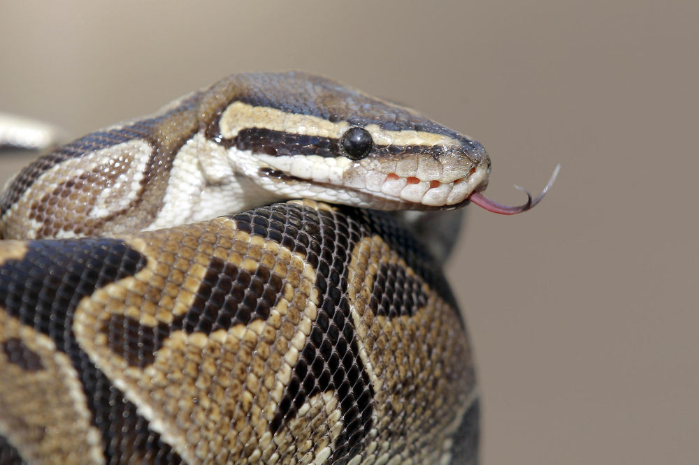 Može da se popne uz drvo bez ruku i nogu! Ona je... zmija! (VIDEO)