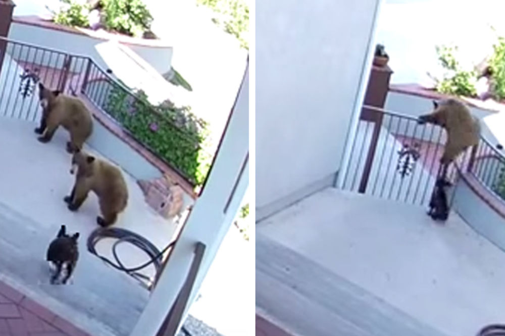 Da li je moguće da je ovaj mališa uspeo da otera dva medveda? (FOTO)