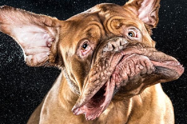 10 neobičnih njuški koje će vas istog trenutka oraspoložiti! (FOTO)