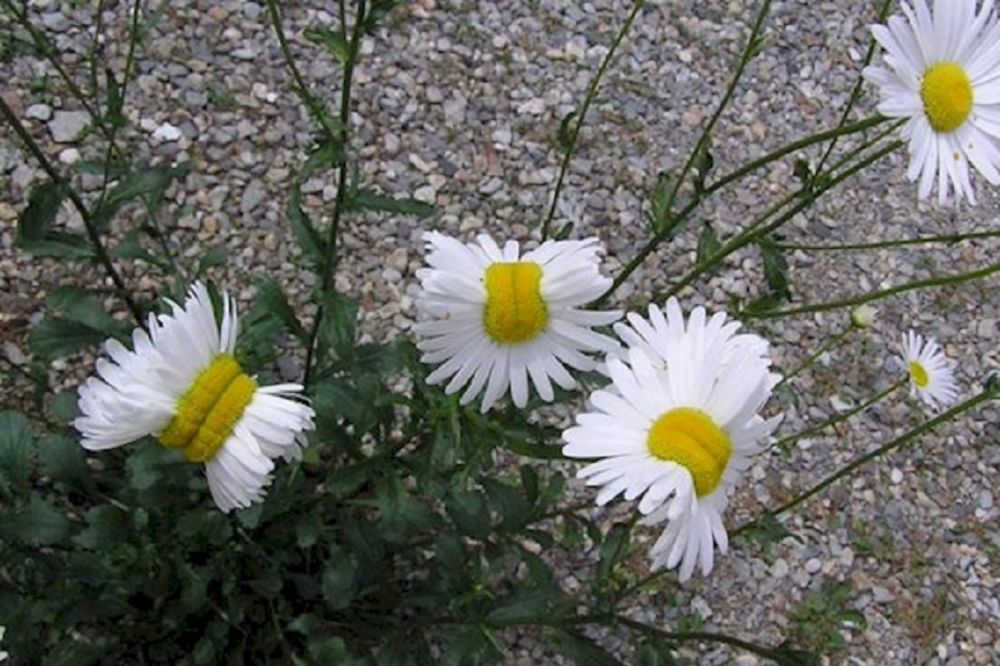Ovo su najčudnije mutant biljke koje rastu u Fukušimi! (FOTO)
