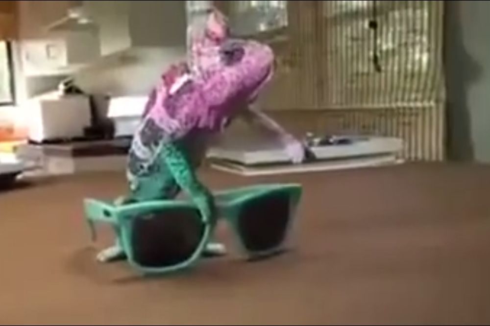 Muke jednog kameleona: Kako se odlučiti za jednu boju kad te neko ovako zeza? (VIDEO)