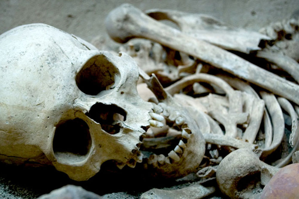 Horor u Dobanovcima: Psi otkopali ljudsku lobanju i kosti!