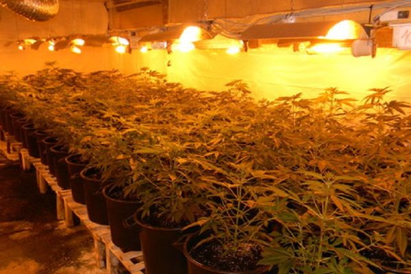 Fabrika marihuane usred Srbije: Nađena roba u vrednosti od 20.000 evra! (FOTO)
