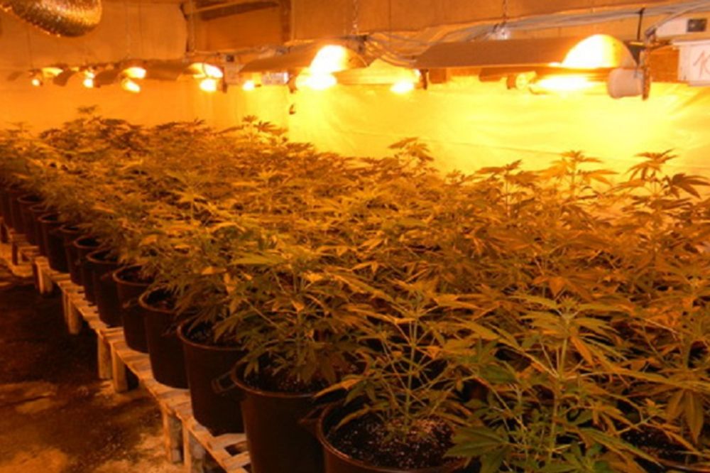 Fabrika marihuane usred Srbije: Nađena roba u vrednosti od 20.000 evra! (FOTO)