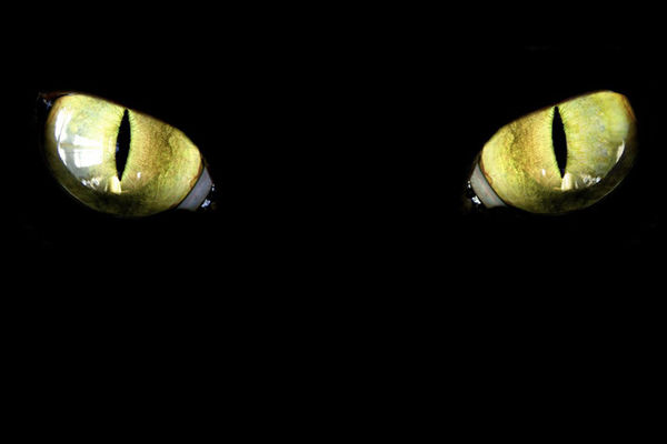 Mačka ugasila struju u pola Valjeva. I to joj nije prvi put!