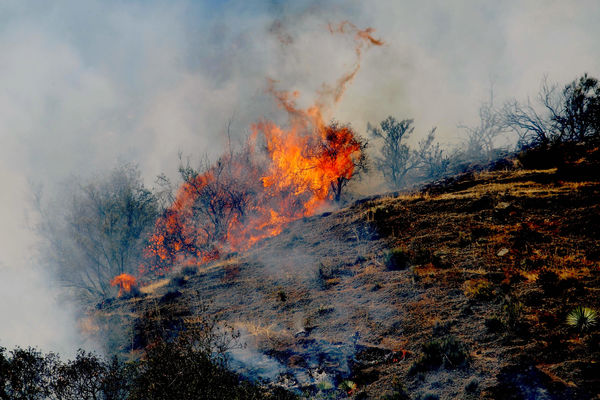 Nemački ministar šumarstva zapalio šumu pored svoje kuće!