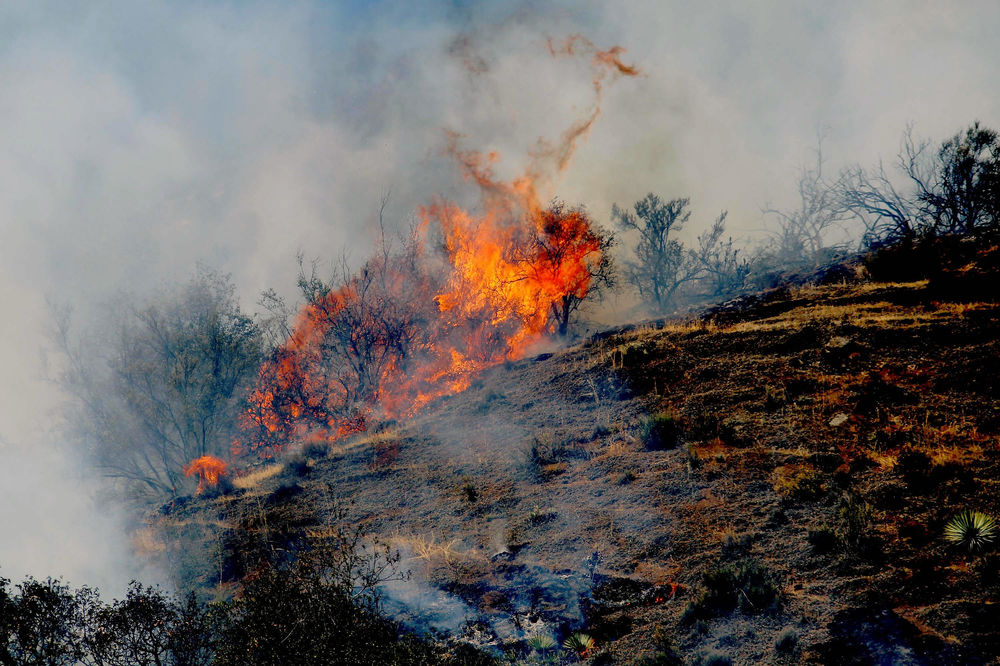 Nemački ministar šumarstva zapalio šumu pored svoje kuće!