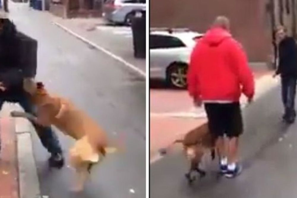 Ova dva momka objasnila su šta je prava dresura! (VIDEO)