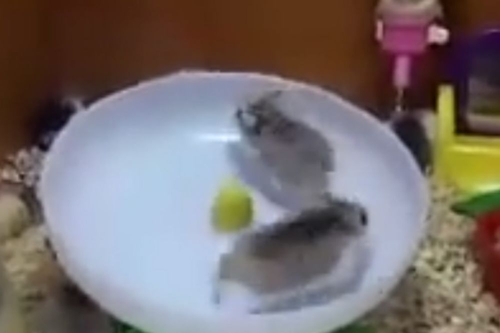 Brzi Gonzales ispao iz fazona: Ova dva hrčka će vas nasmejati do suza! (VIDEO)